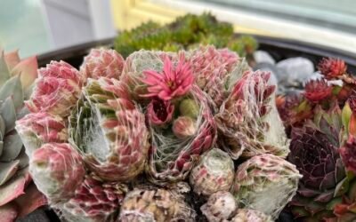 succulentflower